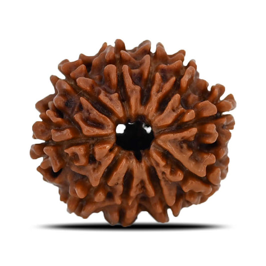 10 Mukhi Rudraksha (Nepal) 24.07 MM