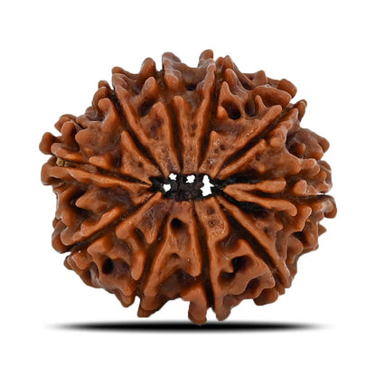 10 Mukhi Rudraksha (Nepal) 24.07 MM