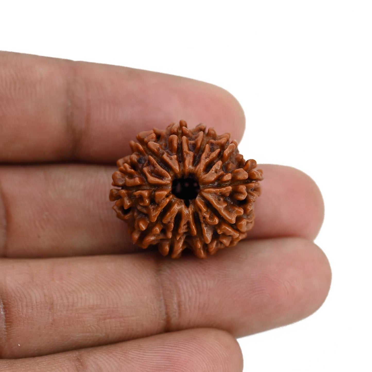 10 Mukhi Rudraksha (Nepal) 24.07 MM