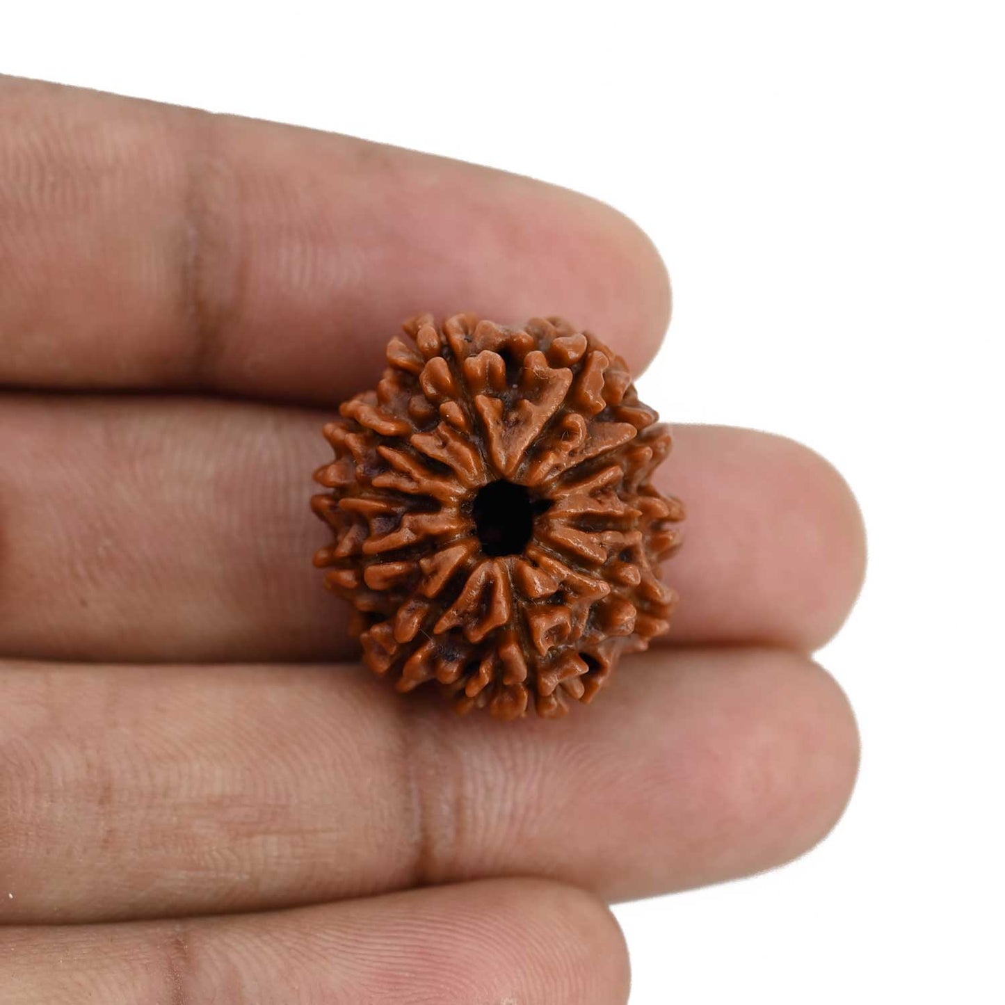 10 Mukhi Rudraksha (Nepal) 24.07 MM