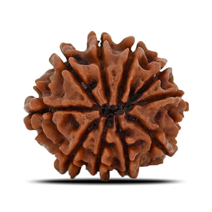 10 Mukhi Rudraksha (Nepal) 21.72 MM