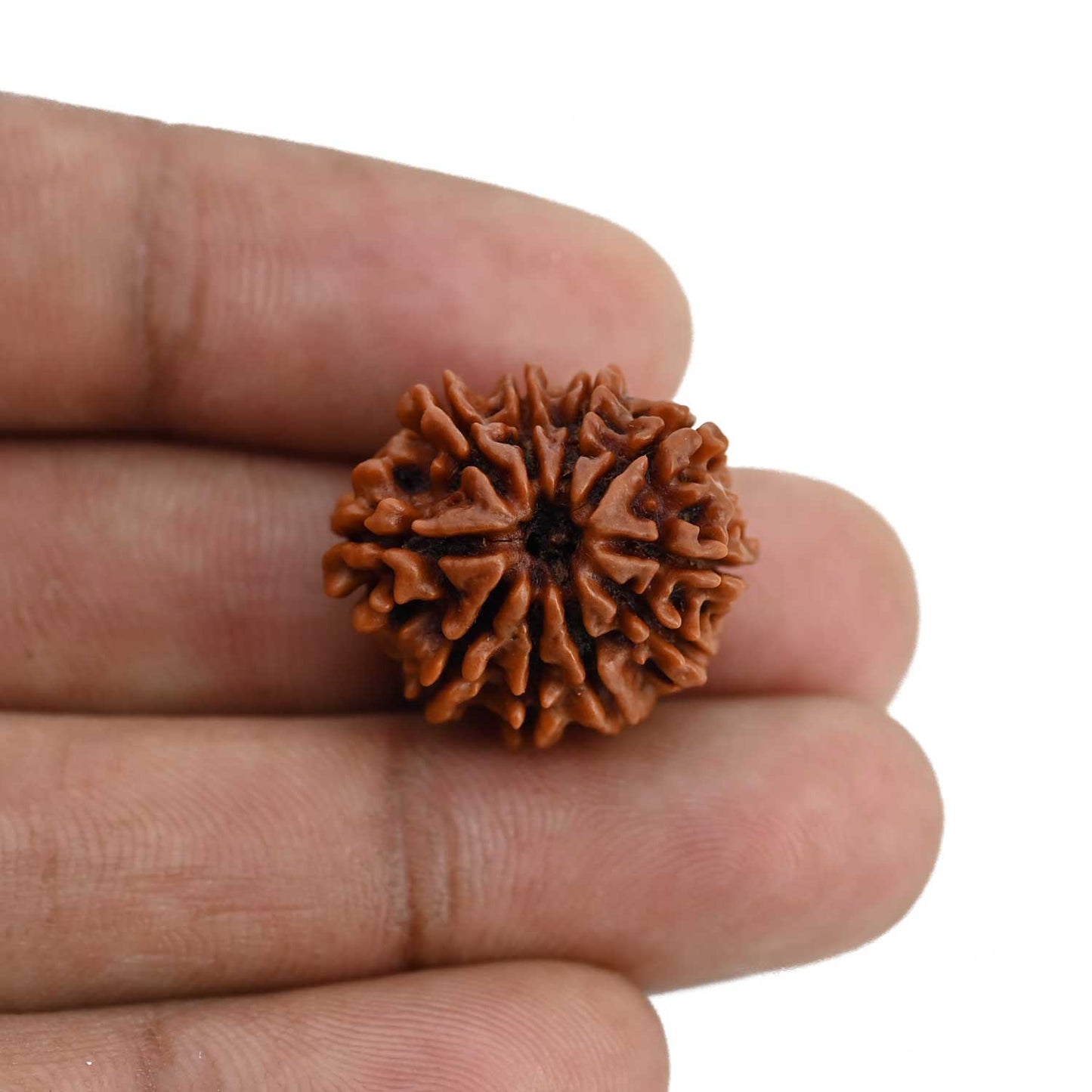 10 Mukhi Rudraksha (Nepal) 21.72 MM