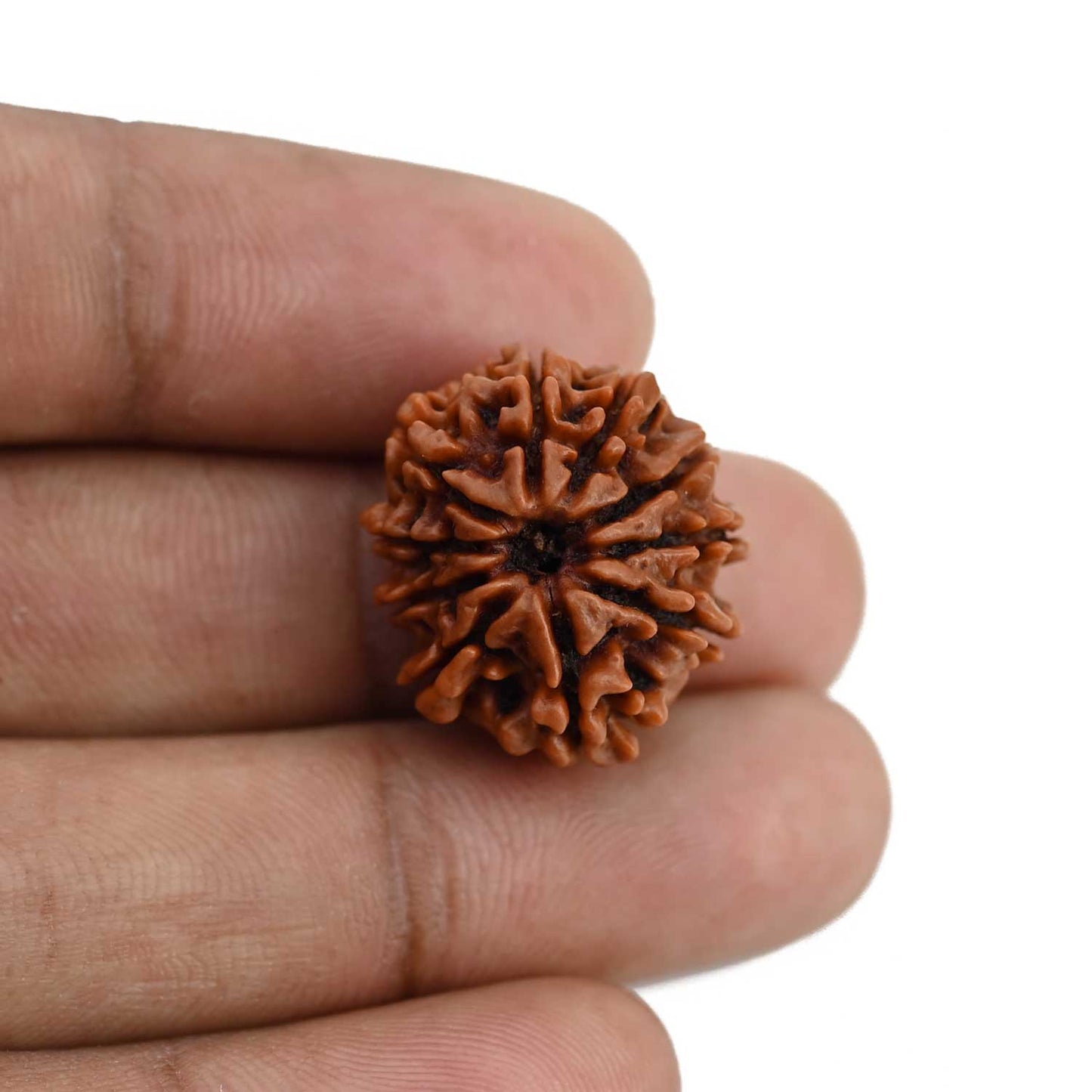 10 Mukhi Rudraksha (Nepal) 21.72 MM