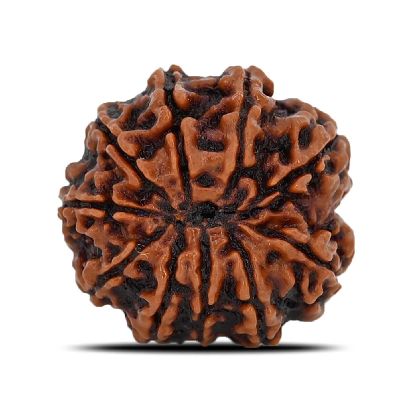 10 Mukhi Rudraksha (Nepal) 22.36 MM