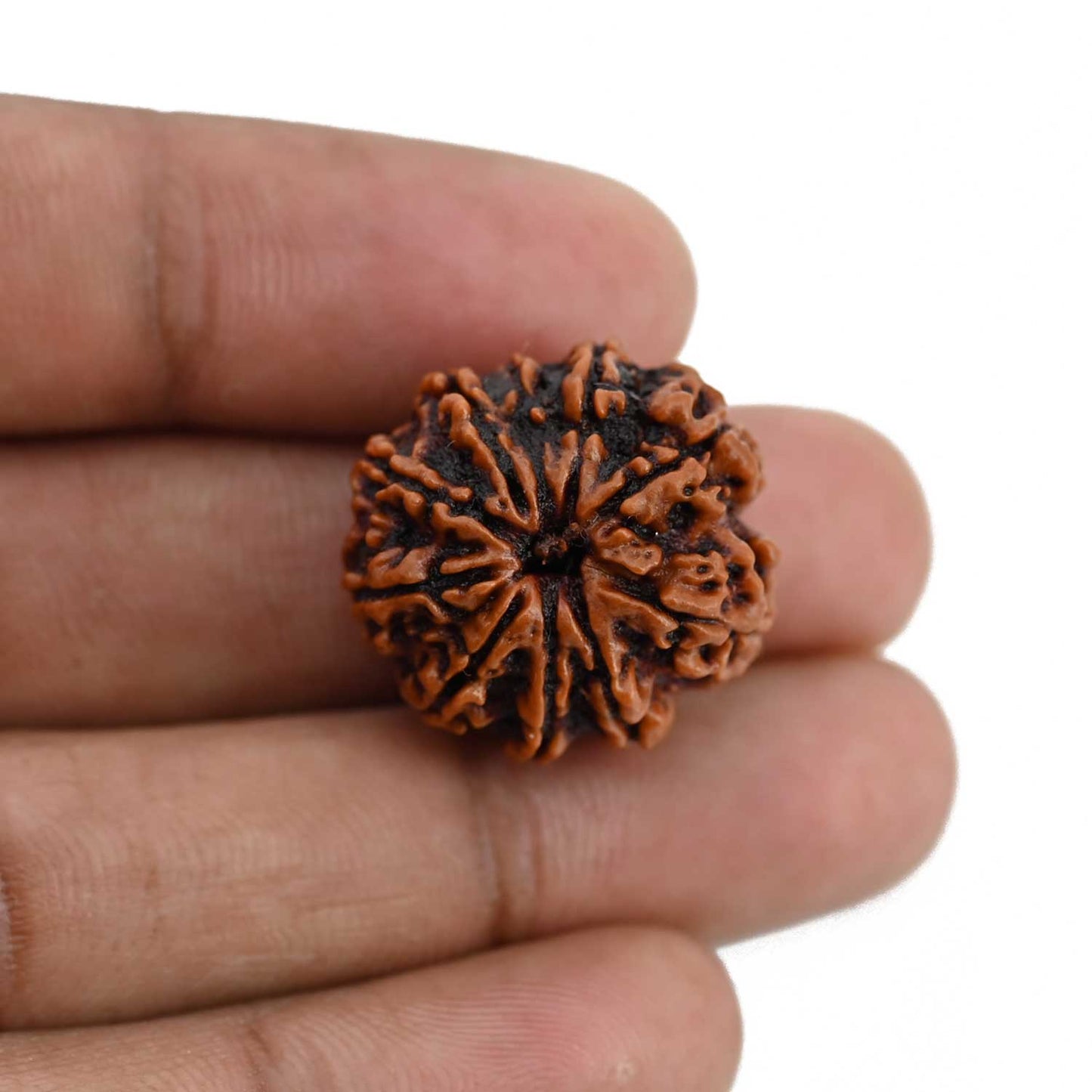 10 Mukhi Rudraksha (Nepal) 22.36 MM