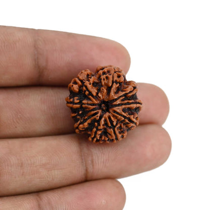 10 Mukhi Rudraksha (Nepal) 22.36 MM