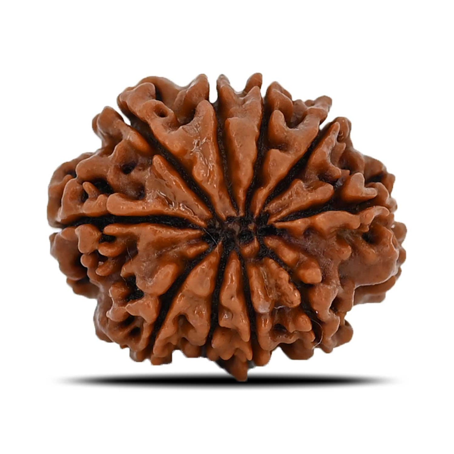 10 Mukhi Rudraksha (Nepal) 22.11 MM