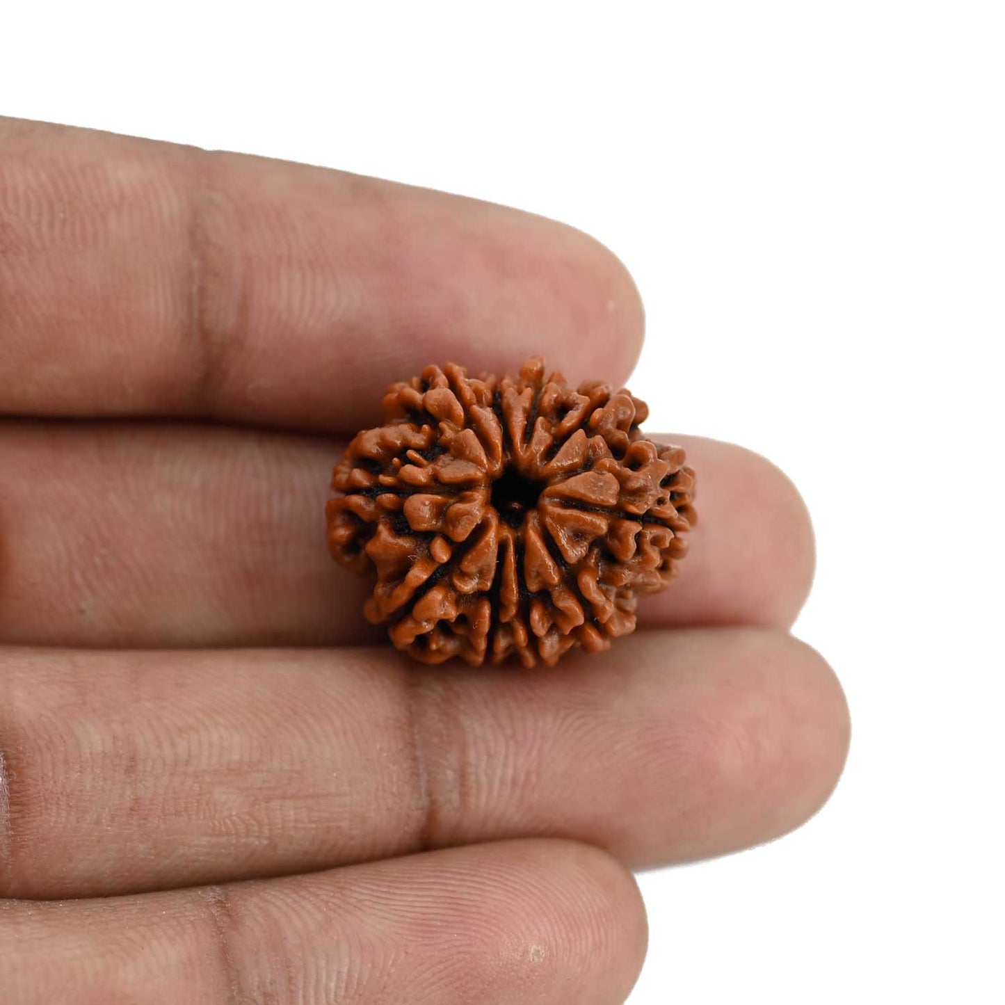 10 Mukhi Rudraksha (Nepal) 22.11 MM