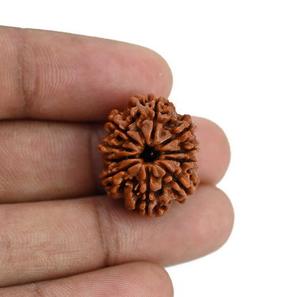 10 Mukhi Rudraksha (Nepal) 22.11 MM