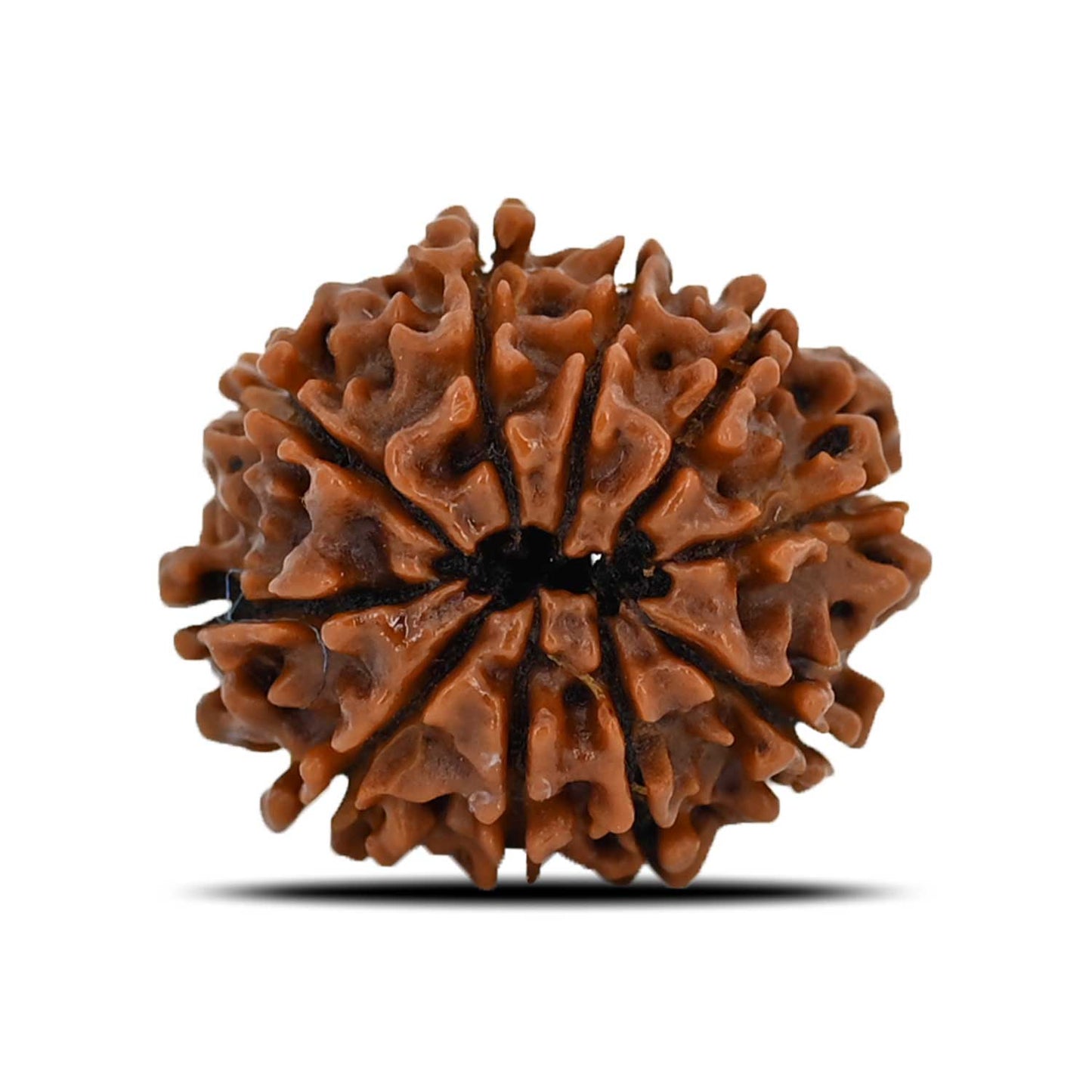 10 Mukhi Rudraksha (Nepal) 23.27 MM