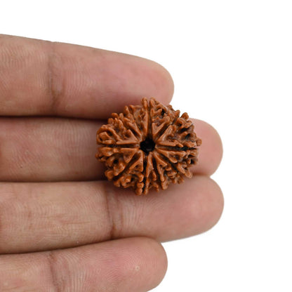 10 Mukhi Rudraksha (Nepal) 23.27 MM