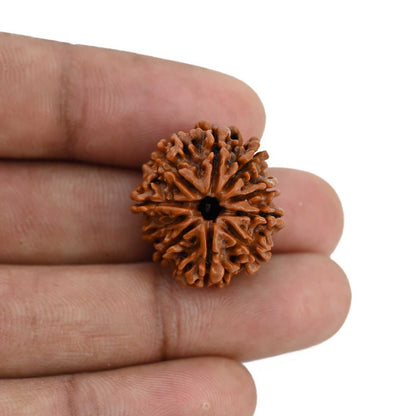 10 Mukhi Rudraksha (Nepal) 23.27 MM