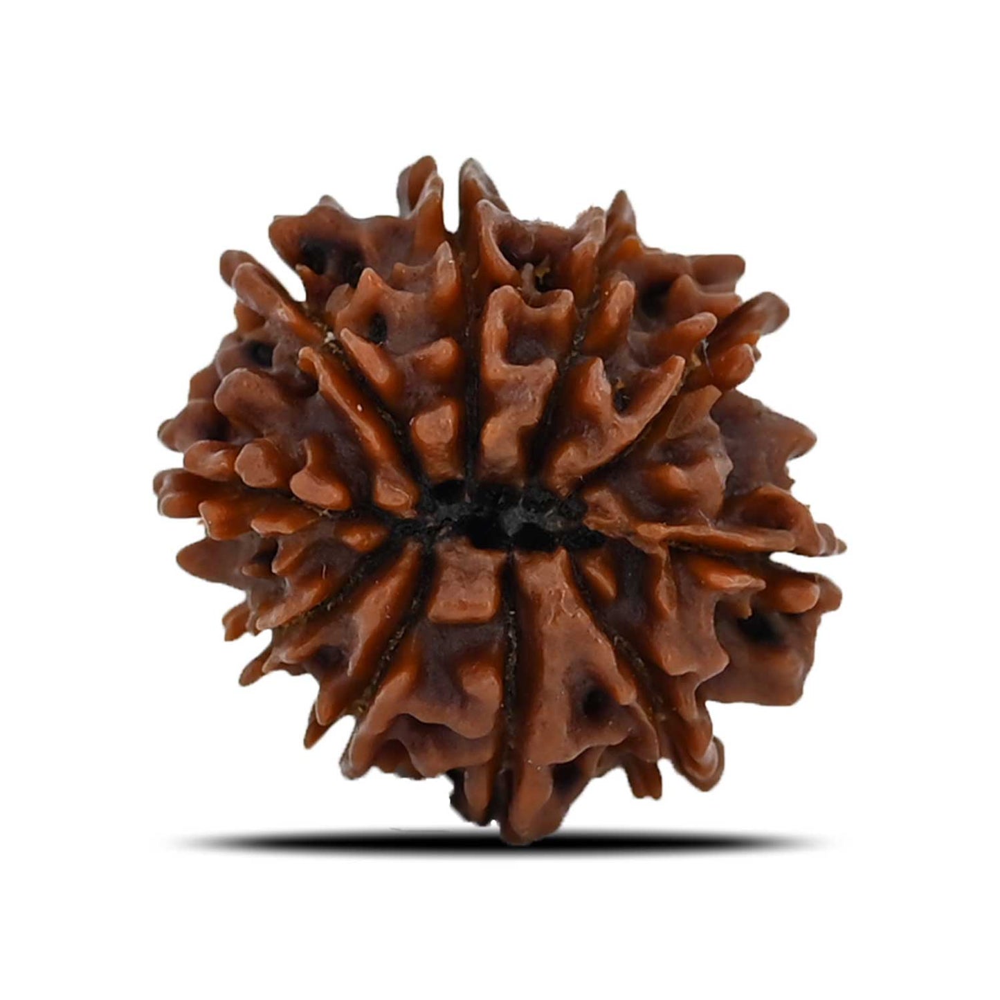 10 Mukhi Rudraksha (Nepal) 23.79 MM