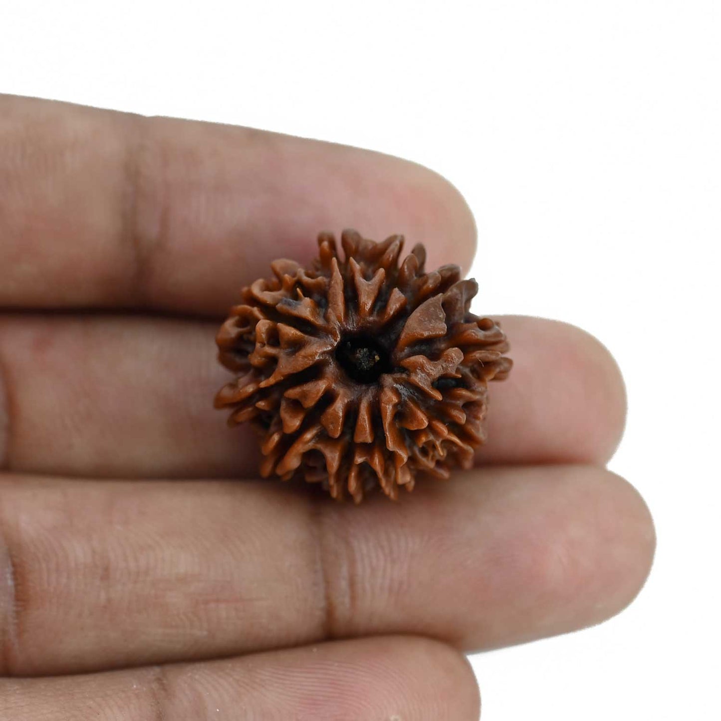 10 Mukhi Rudraksha (Nepal) 23.79 MM