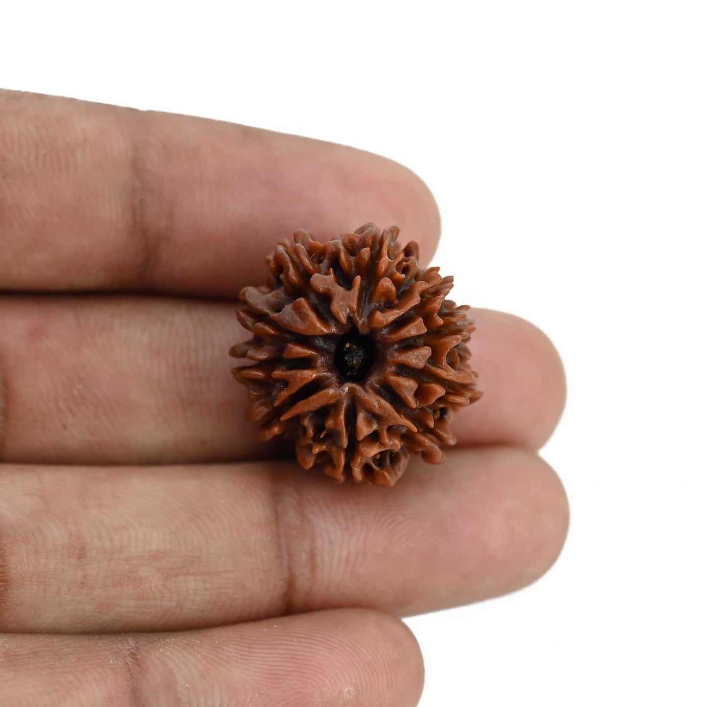 10 Mukhi Rudraksha (Nepal) 23.79 MM