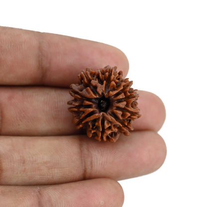 10 Mukhi Rudraksha (Nepal) 23.79 MM