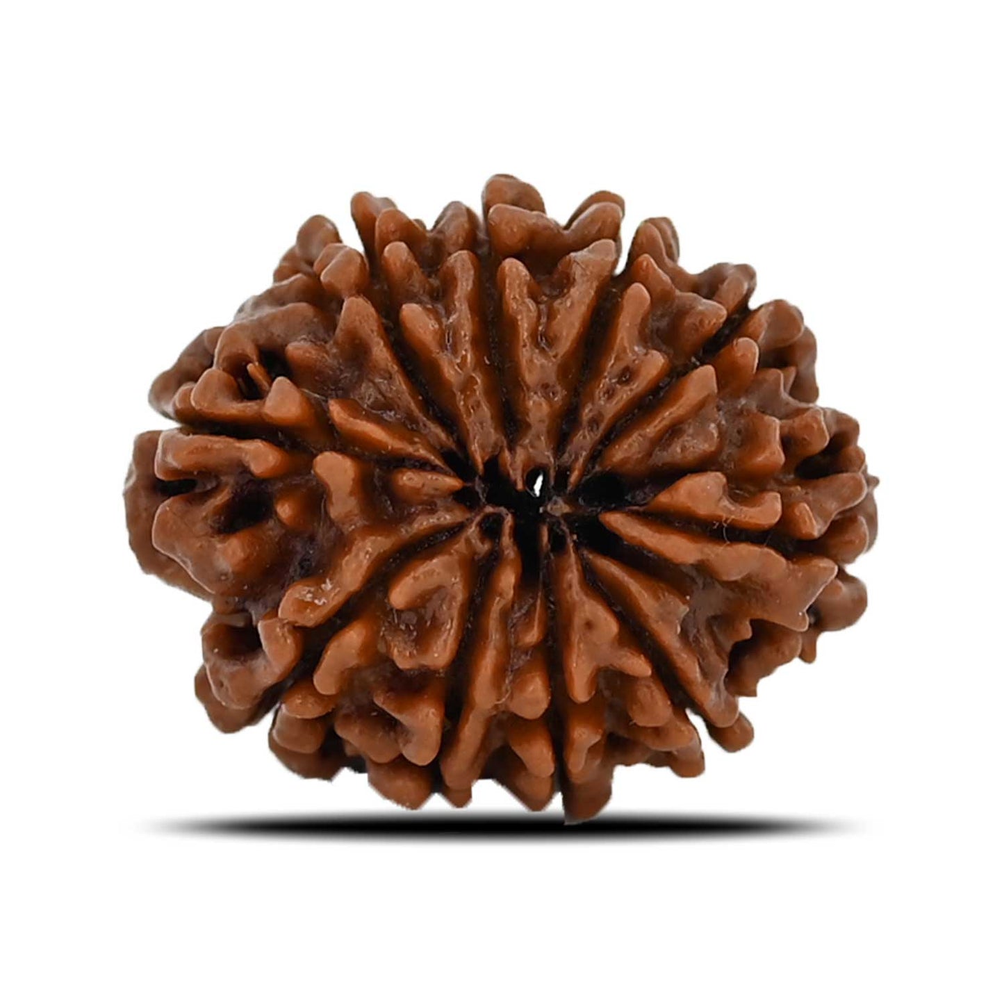 10 Mukhi Rudraksha (Nepal) 23.32 MM