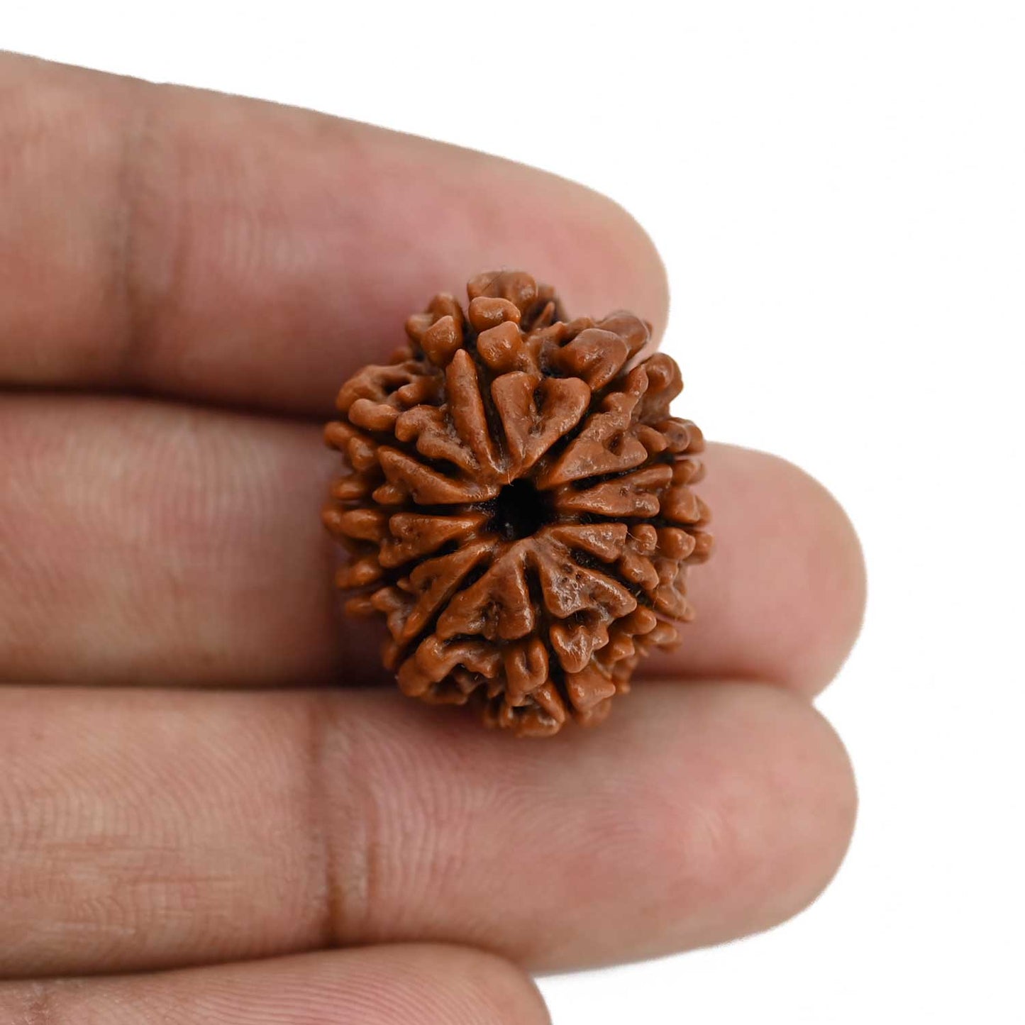 10 Mukhi Rudraksha (Nepal) 23.32 MM