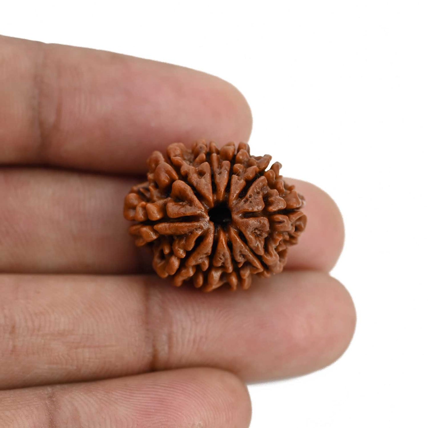 10 Mukhi Rudraksha (Nepal) 23.32 MM