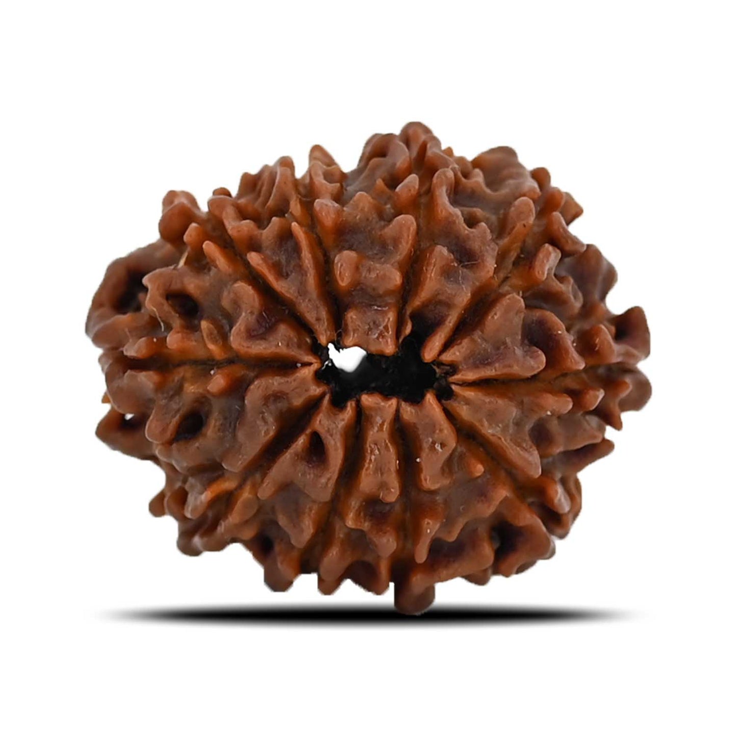 10 Mukhi Rudraksha (Nepal) 24.35 MM