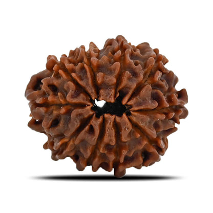 10 Mukhi Rudraksha (Nepal) 24.35 MM
