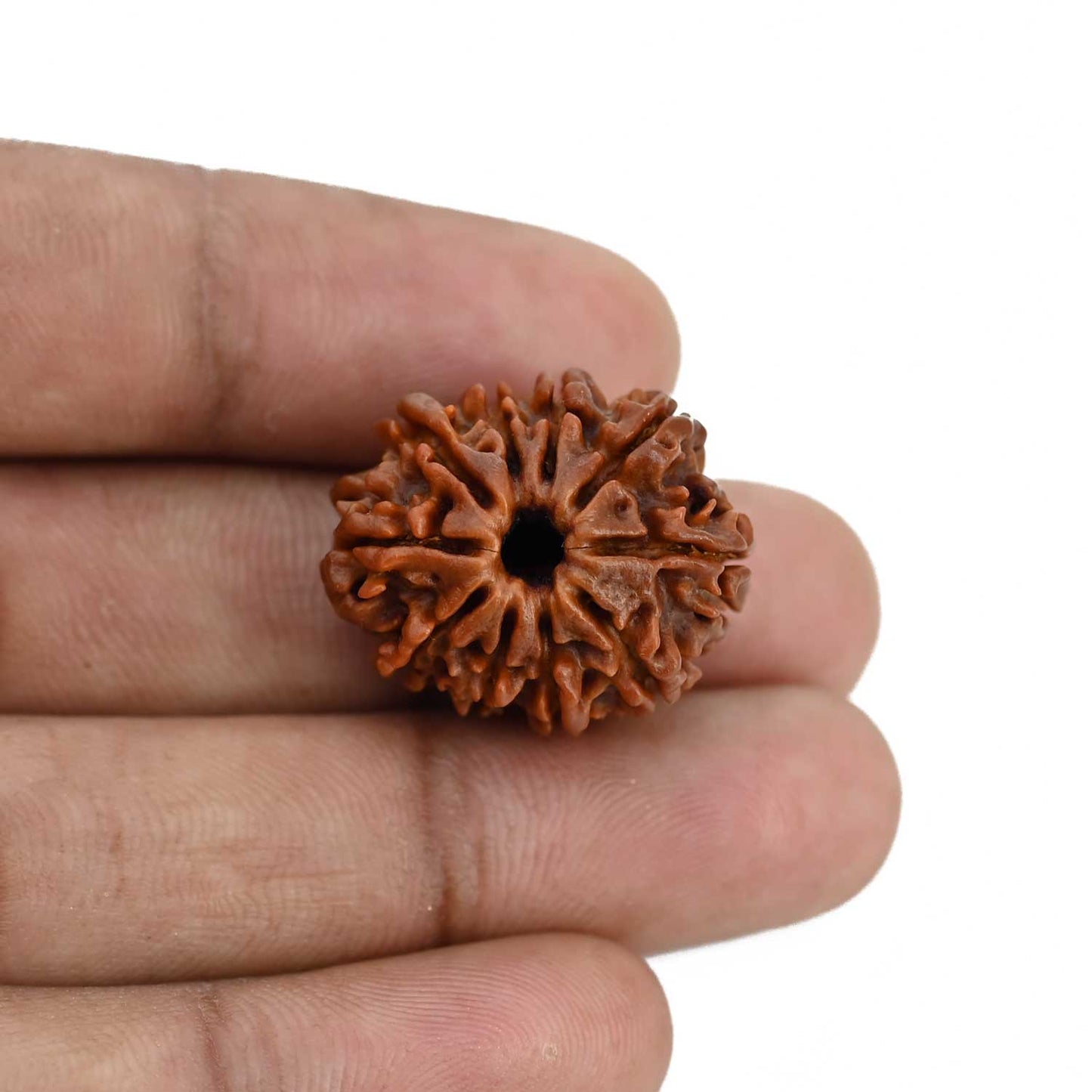 10 Mukhi Rudraksha (Nepal) 24.35 MM