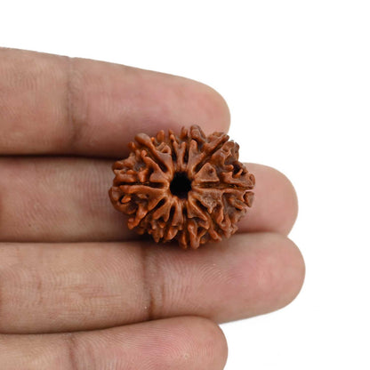 10 Mukhi Rudraksha (Nepal) 24.35 MM