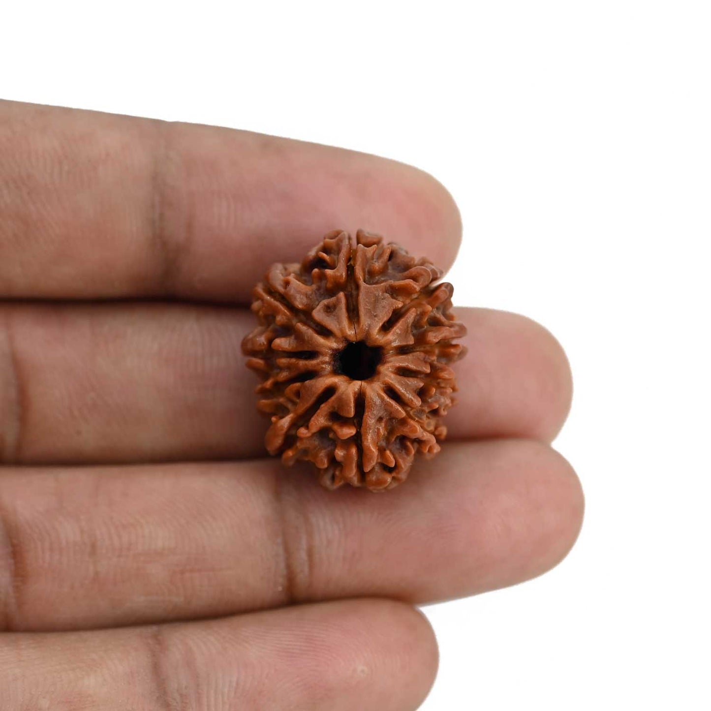 10 Mukhi Rudraksha (Nepal) 24.35 MM