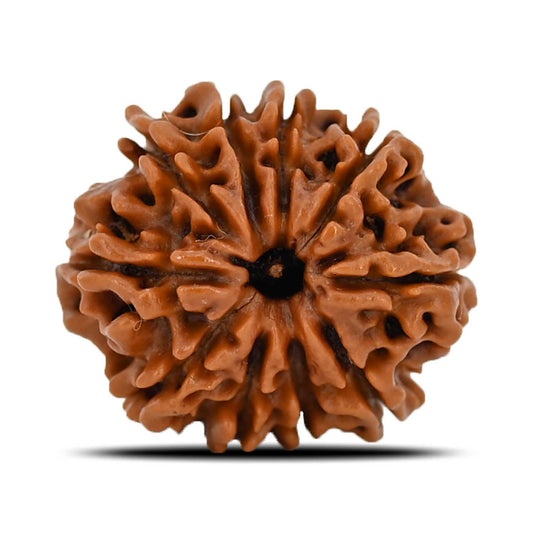 10 Mukhi Rudraksha (Nepal) 21.3 MM