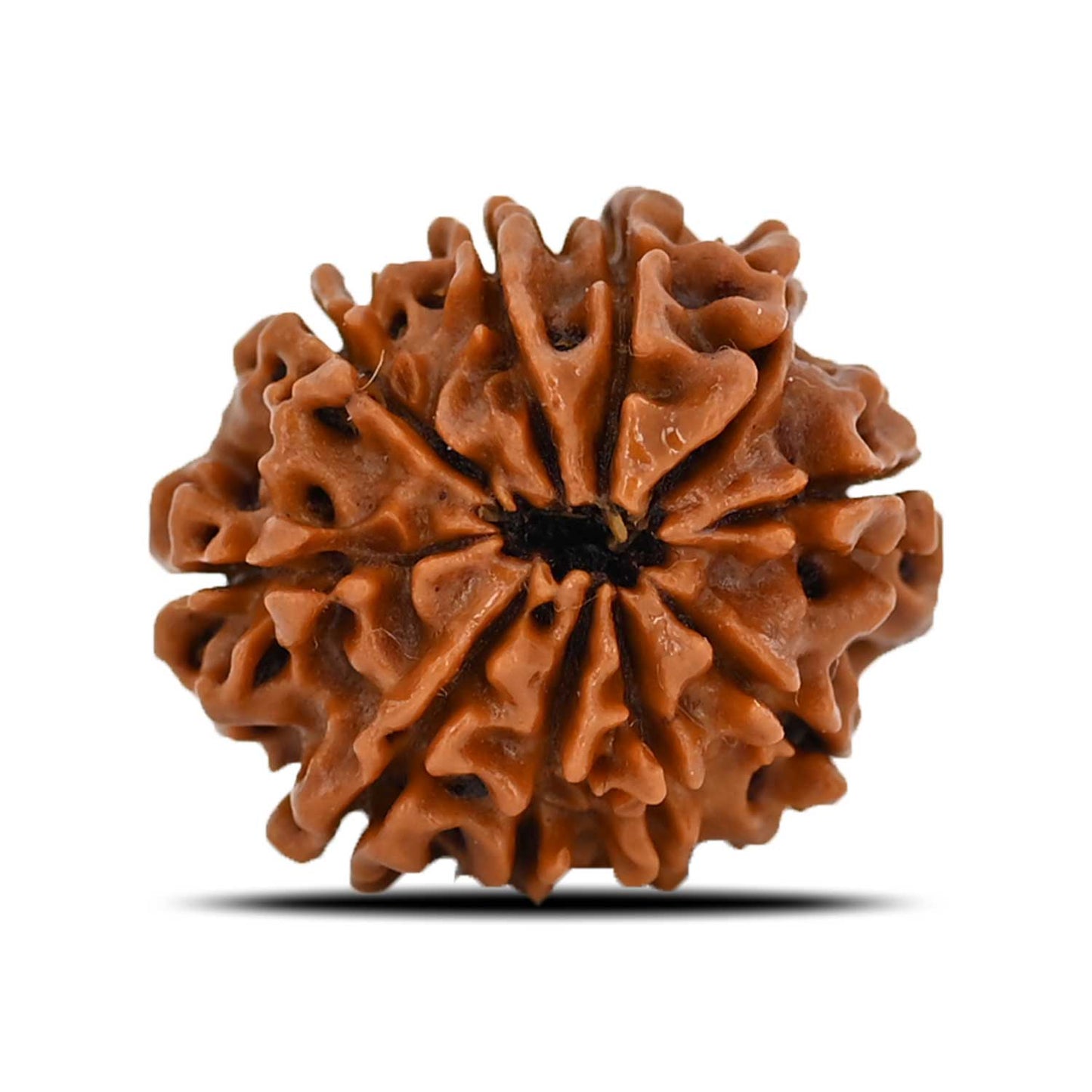 10 Mukhi Rudraksha (Nepal) 21.3 MM