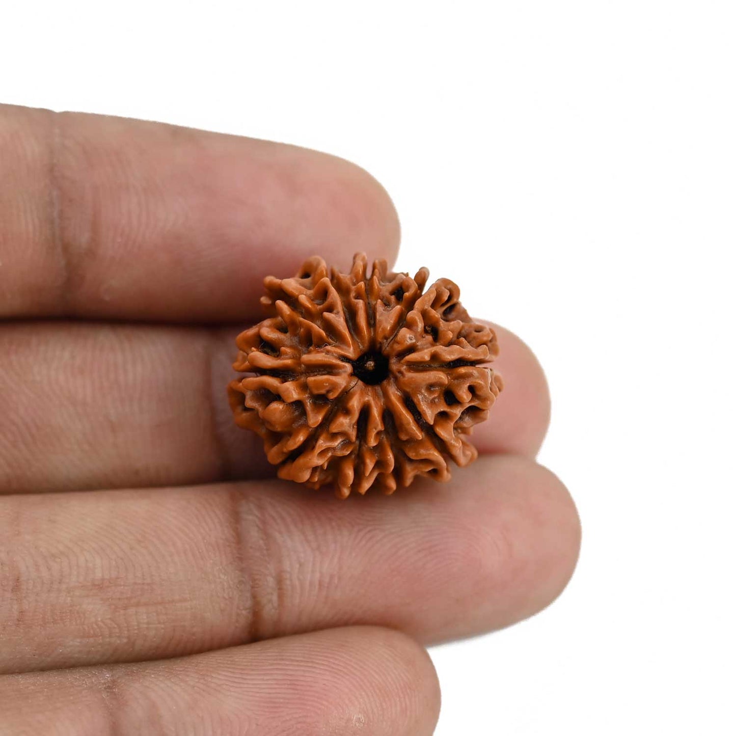 10 Mukhi Rudraksha (Nepal) 21.3 MM
