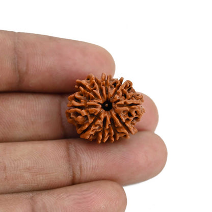 10 Mukhi Rudraksha (Nepal) 21.3 MM