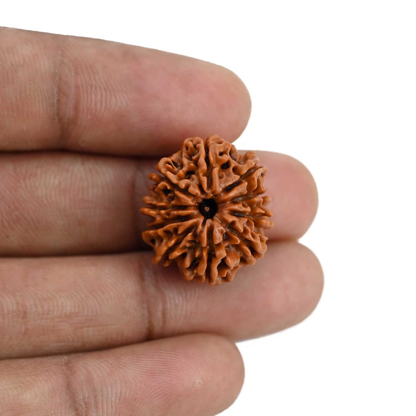 10 Mukhi Rudraksha (Nepal) 21.3 MM