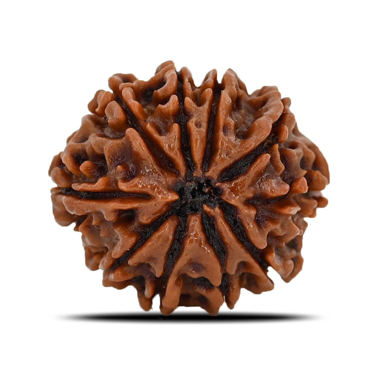 10 Mukhi Rudraksha (Nepal) 22.89 MM