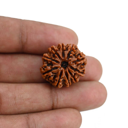10 Mukhi Rudraksha (Nepal) 22.89 MM
