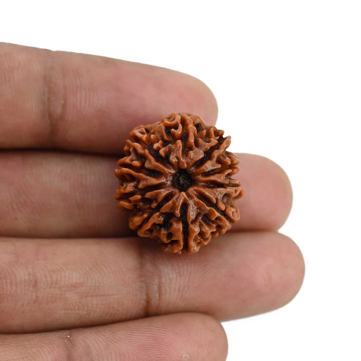 10 Mukhi Rudraksha (Nepal) 22.89 MM