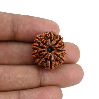 10 Mukhi Rudraksha (Nepal) 22.89 MM