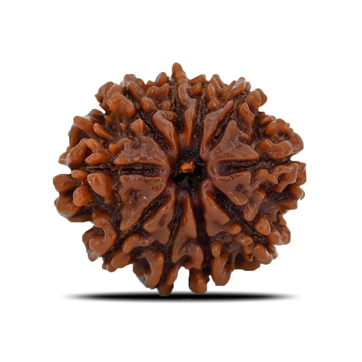 10 Mukhi Rudraksha (Nepal) 22.64 MM