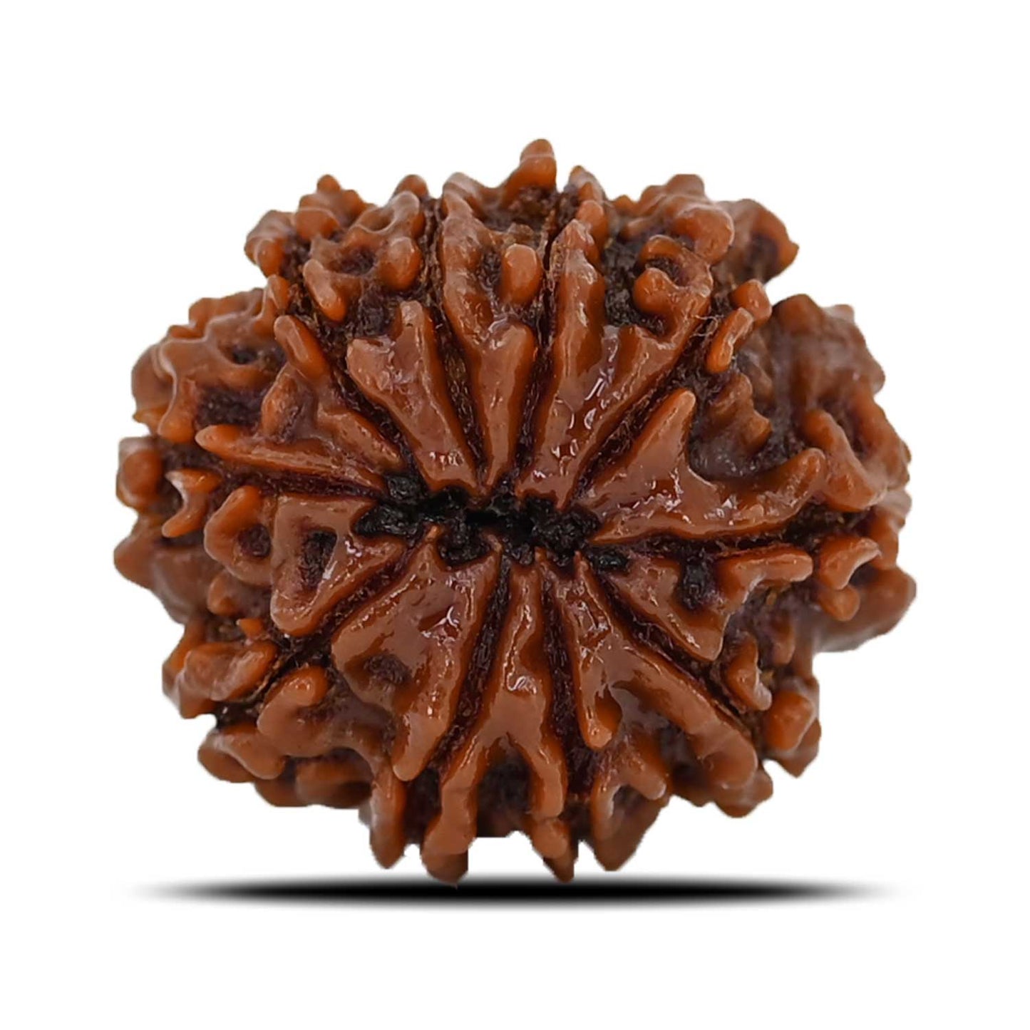 10 Mukhi Rudraksha (Nepal) 22.64 MM