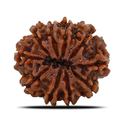 10 Mukhi Rudraksha (Nepal) 22.64 MM