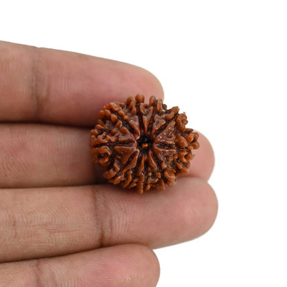 10 Mukhi Rudraksha (Nepal) 22.64 MM