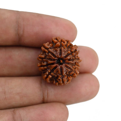 10 Mukhi Rudraksha (Nepal) 22.64 MM
