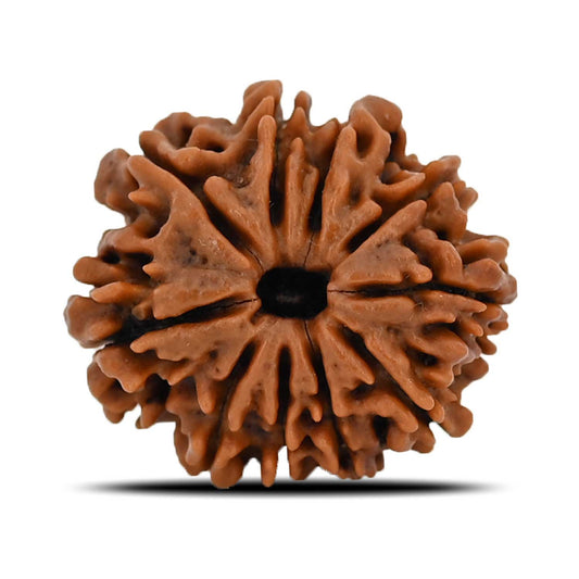 10 Mukhi Rudraksha (Nepal) 22.68 MM