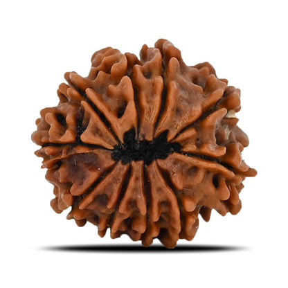 10 Mukhi Rudraksha (Nepal) 22.68 MM