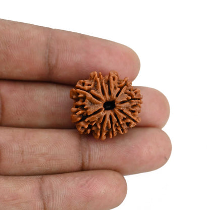 10 Mukhi Rudraksha (Nepal) 22.68 MM