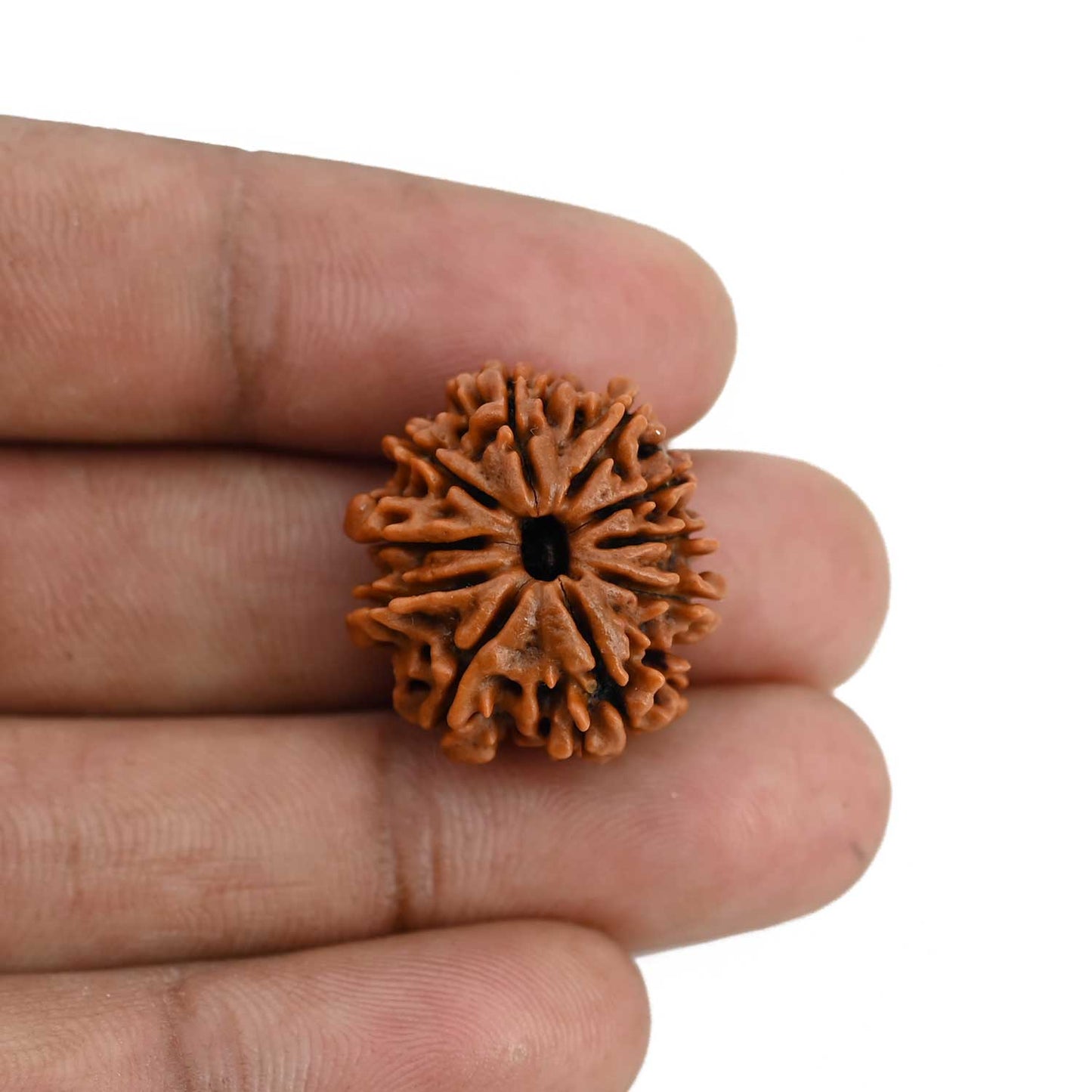 10 Mukhi Rudraksha (Nepal) 22.68 MM