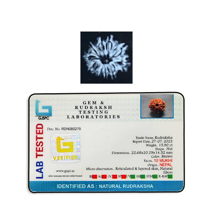 10 Mukhi Rudraksha (Nepal) 22.68 MM