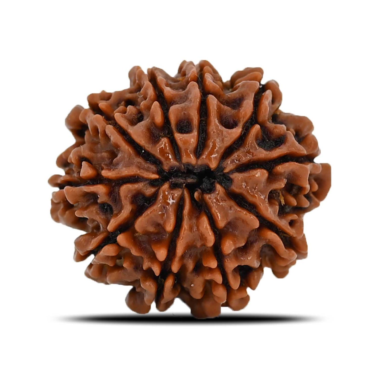 10 Mukhi Rudraksha (Nepal) 21.99 MM