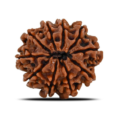 10 Mukhi Rudraksha (Nepal) 21.99 MM