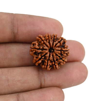 10 Mukhi Rudraksha (Nepal) 21.99 MM